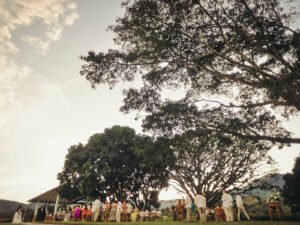 Copa del samán centenario al atardecer en Hacienda La Tranquera
